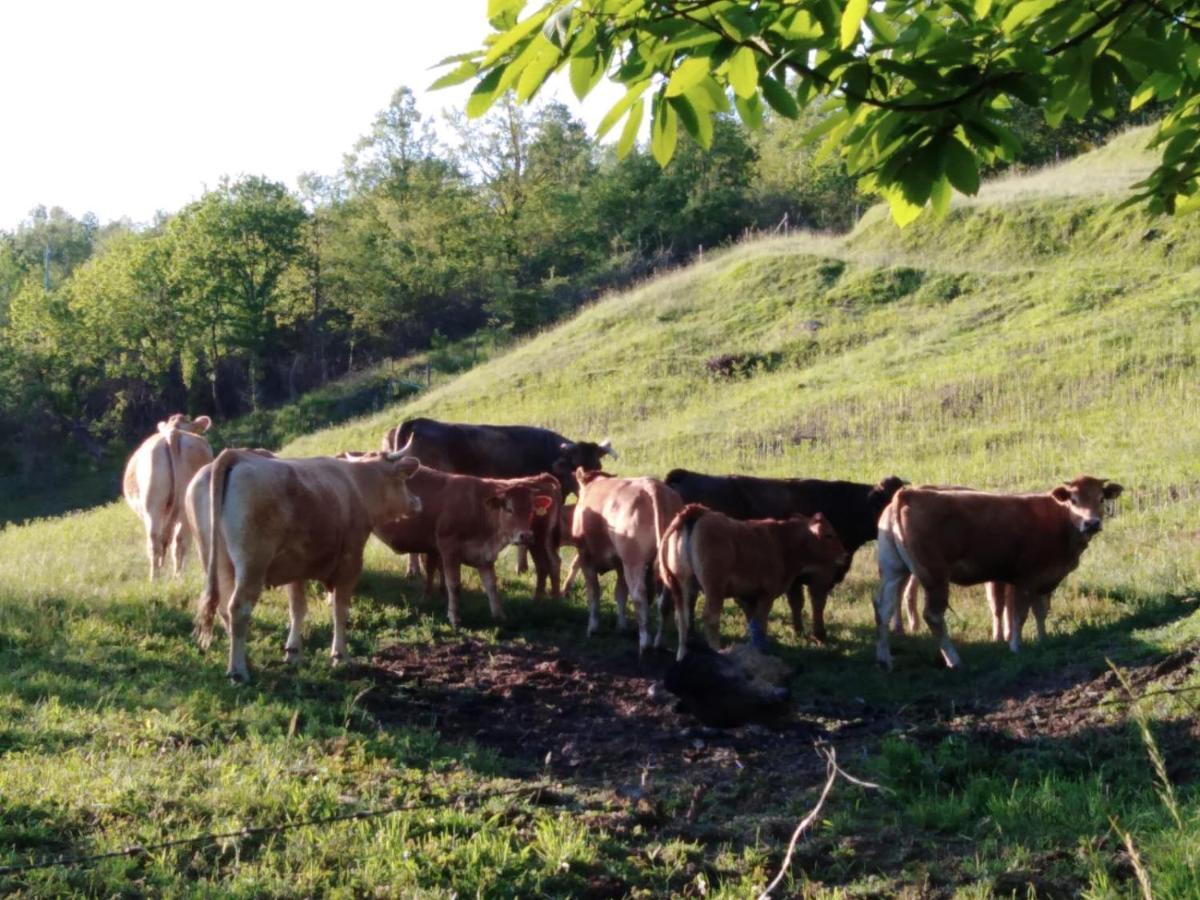 028 - Agriturismo "Il Boschetto" Con Piscina, Pace E Natura - Camera Familiare Cavizzano ภายนอก รูปภาพ